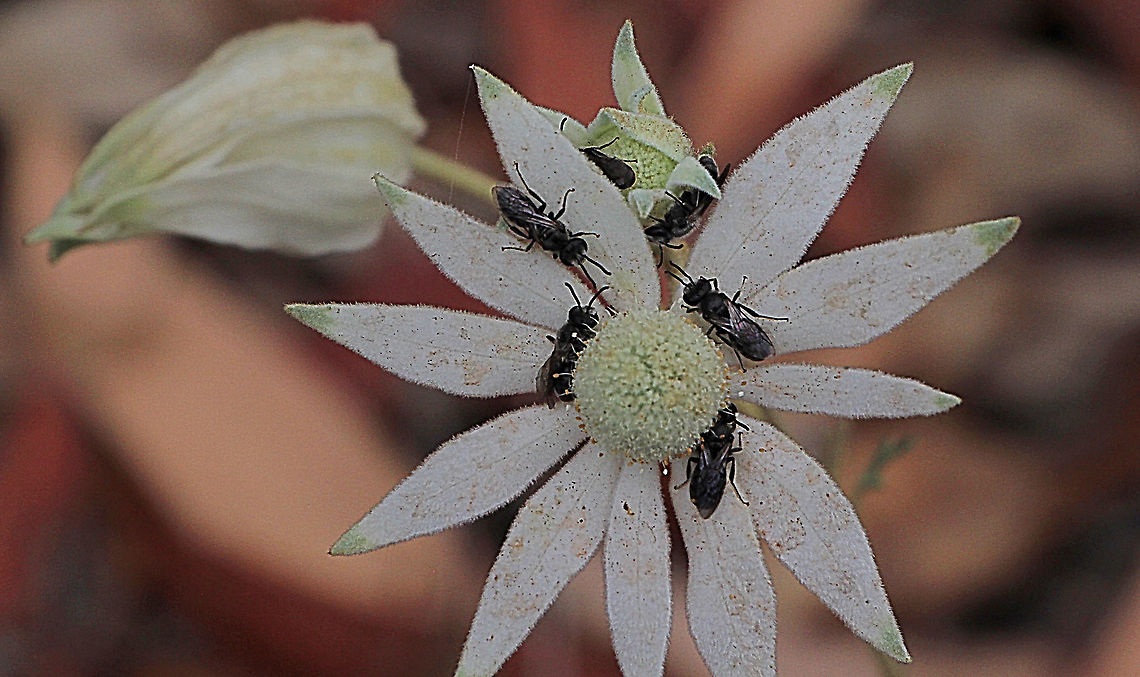 Australian native bees unidentified. Unidentified Australian native bees on Flanel flower Australia,Geotagged,Spring