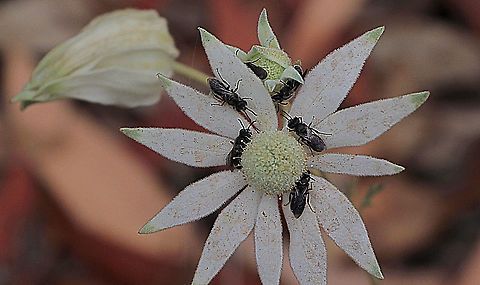 Australian native bees unidentified. Unidentified Australian native bees on Flanel flower Australia,Geotagged,Spring