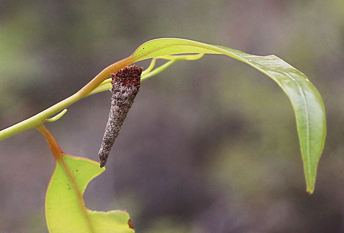 Cone case moth  - Genus - Lepidoscia sp. They can be found on many different plant species. This one found on eucalyptus tree. Australia,Case moth,Eamw case moth,Eamw moth,East Kurrajong NSW,Geotagged,Lepidoscia,Spring