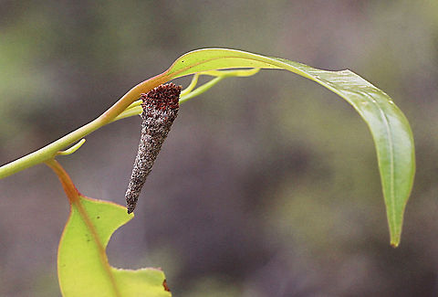 Cone case moth  - Genus - Lepidoscia sp. They can be found on many different plant species. This one found on eucalyptus tree. Australia,Case moth,Eamw case moth,Eamw moth,East Kurrajong NSW,Geotagged,Lepidoscia,Spring