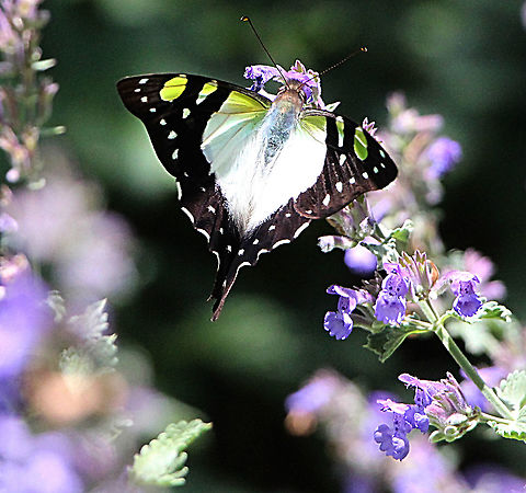 Macleay’s swallowtail - Graphium macleayanus  Australia,Eamw butterflies,Geotagged,Graphium macleayanus,Macleays swallowtail,Spring
