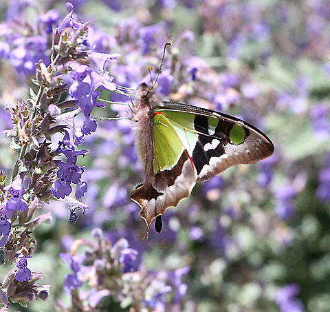 Macleay`s swallowtail - Graphium macleayanus Exhiting as it is the first time that I see this species in the wild. It never sits still and continuesly beats its wings when feeding . Very similar to a hummingbird. Australia,Eamw butterflies,Geotagged,Graphium macleayanus,Macleays swallowtail,Spring