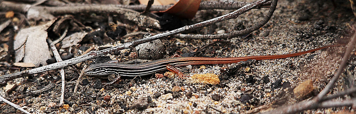 Copper-tailed skink - Ctenotus taeniolatus  Australia,Copper-tailed ctenotus,Ctenotus taeniolatus,Eamw skinks,East Kurrajong NSW,Geotagged,Spring