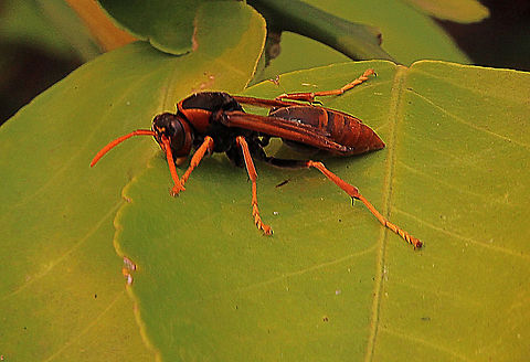 Common paper wasp - Polistes humilis  Australia,Common paper wasp,Geotagged,Polistes humilis,Spring