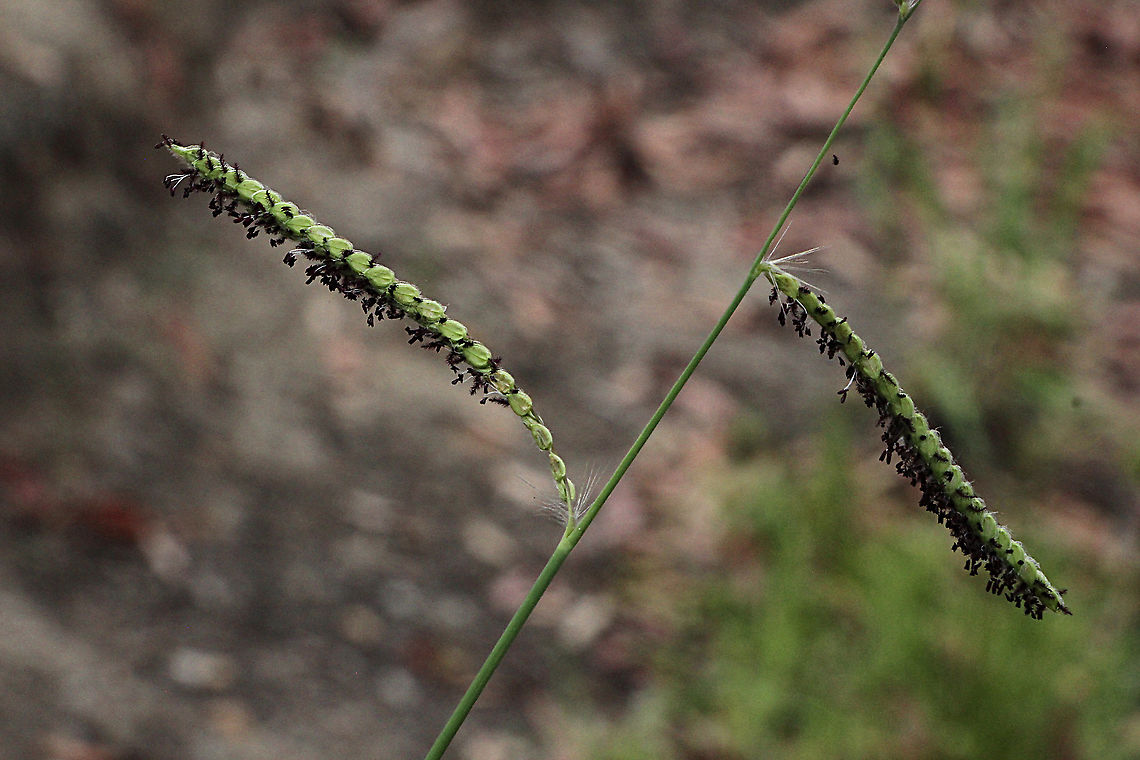 Dallas grass - Paspalum dilatatum Another introduced species to Australia. Australia,Geotagged,Paspalum dilatatum,Spring
