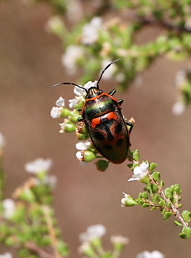 Jewel bug - Scutiphora pedicellata  Australia,Geotagged,Scutiphora pedicellata,Spring