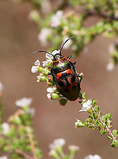 Jewel bug - Scutiphora pedicellata  Australia,Geotagged,Scutiphora pedicellata,Spring