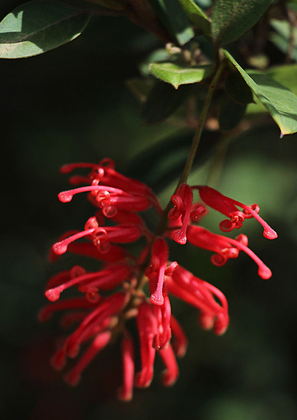 Deua grevillea - Grevillea rhyolitica  Australia,Deua grevillea,Geotagged,Grevillea rhyolitica,Spring