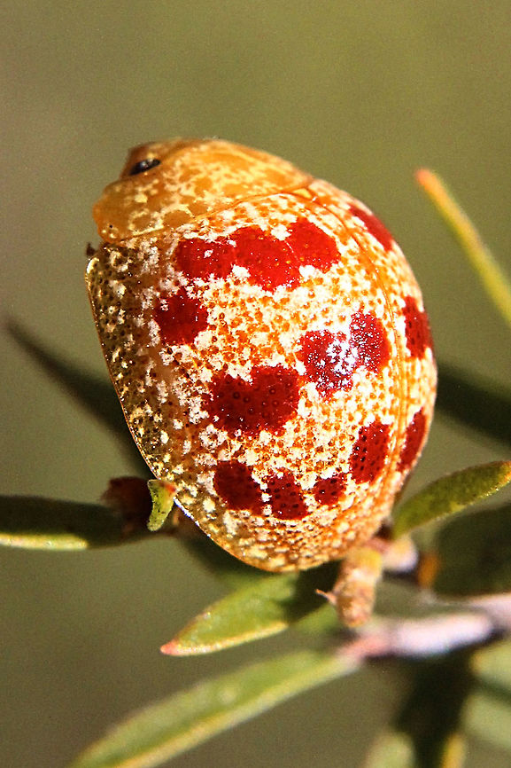 Paropsis pantherina  Australia,Geotagged,Paropsis pantherina,Spring