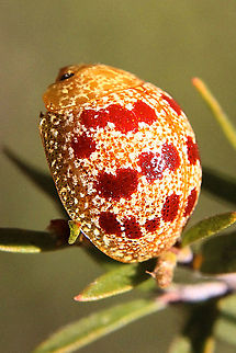 Paropsis pantherina  Australia,Geotagged,Paropsis pantherina,Spring
