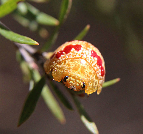 Paropsis pantherina. Frontal view Australia,Geotagged,Paropsis pantherina,Spring
