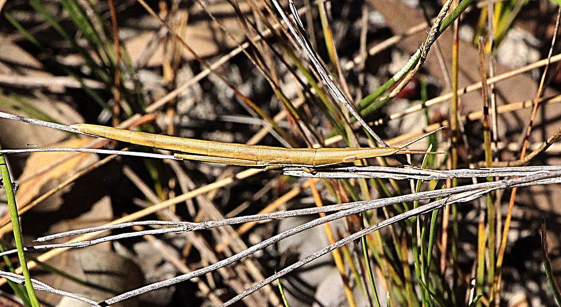 Unidentified match stick grasshopper Approx 6 Cm long. Australia,Geotagged,Spring