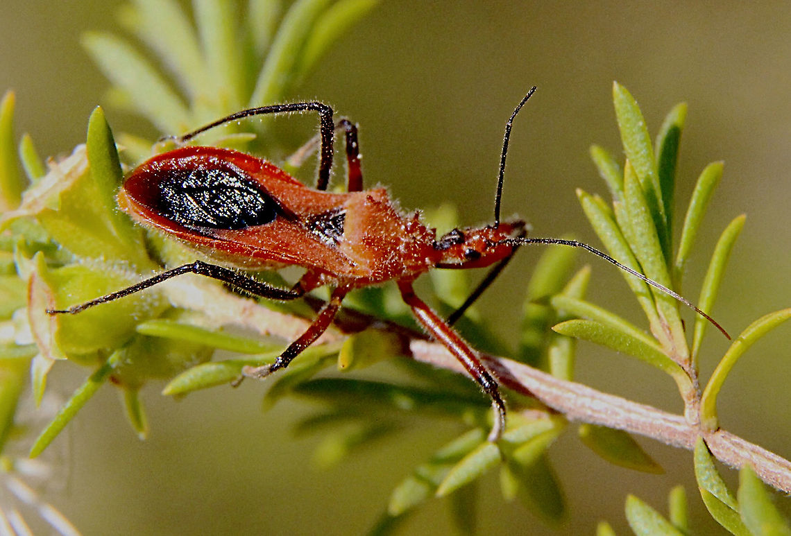 Orange Assassin Bug - Gminatus australis The abdomen is orange/ reddish  Australia,Geotagged,Gminatus australis,Orange Assassin Bug,Spring