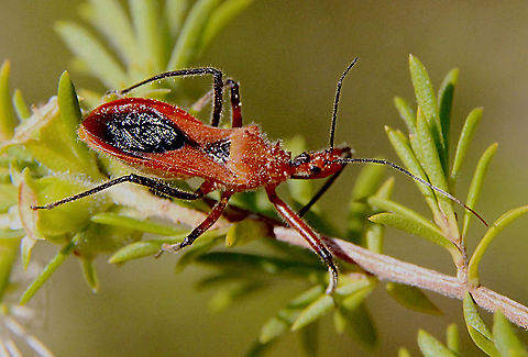 Orange Assassin Bug - Gminatus australis The abdomen is orange/ reddish  Australia,Geotagged,Gminatus australis,Orange Assassin Bug,Spring