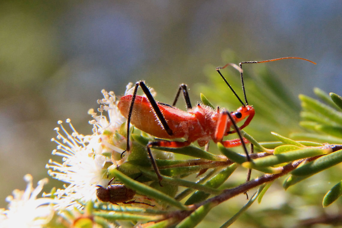 Orange Assassin Bug - Gminatus australis It was obviously hunting for the small beetle tust below its abdomen  Australia,Geotagged,Gminatus australis,Orange Assassin Bug,Spring