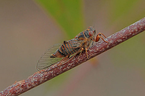 Unidentified species of cicada. Including wings this cicada was no more then 35 mm long. Australia,Geotagged,Spring