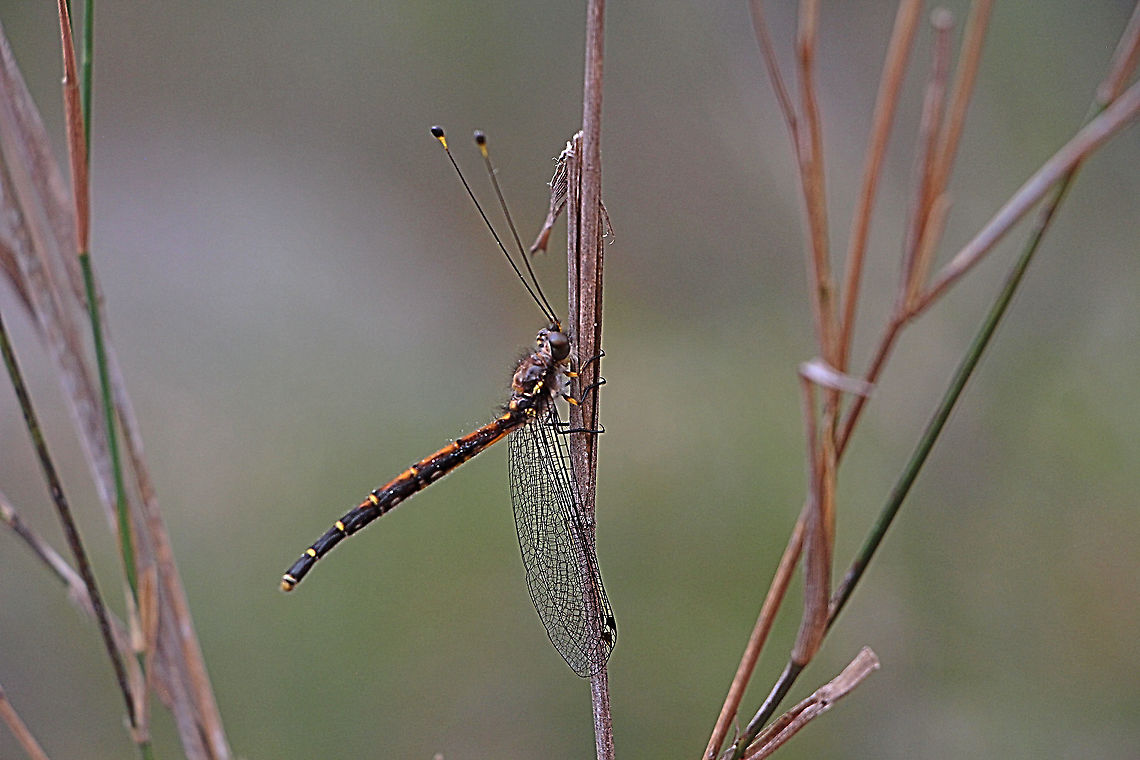 Male owl fly - Suhpalacsa subtrahens Adults in this family are from medium to large size. They are usually yellow in colour with dark patterns. They have the long and clubbed pear-shaped antennae. When rest, their abdomen is extended above the stem that they are sitting on while their wings hanging downwards.  <br />
 <br />
Owl-flies are good flier although they spend most of their time resting on stem. Adults are predator, hunting insects in flight. Some of them are active both day and night. <br />
 <br />
The larvae hunt prey with their large jaw on ground and low vegetations. They have flattened body which is ovoid in shape. Their head is large with large mandibles projected forwards for hunting small insects.  Australia,Geotagged,Spring,Suhpalacsa subtrahens