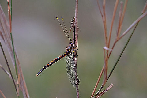 Male owl fly - Suhpalacsa subtrahens Adults in this family are from medium to large size. They are usually yellow in colour with dark patterns. They have the long and clubbed pear-shaped antennae. When rest, their abdomen is extended above the stem that they are sitting on while their wings hanging downwards.  
 
Owl-flies are good flier although they spend most of their time resting on stem. Adults are predator, hunting insects in flight. Some of them are active both day and night. 
 
The larvae hunt prey with their large jaw on ground and low vegetations. They have flattened body which is ovoid in shape. Their head is large with large mandibles projected forwards for hunting small insects.  Australia,Geotagged,Spring,Suhpalacsa subtrahens