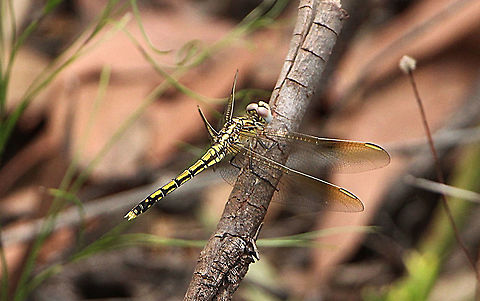 Tau Emerald - Hemicordulia tau  Australia,Geotagged,Hemicordulia tau,Spring,Tau emerald
