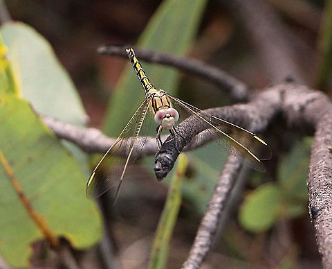 Tau emerald - Hemicordulia tau  Hemicordulia tau,Tau emerald