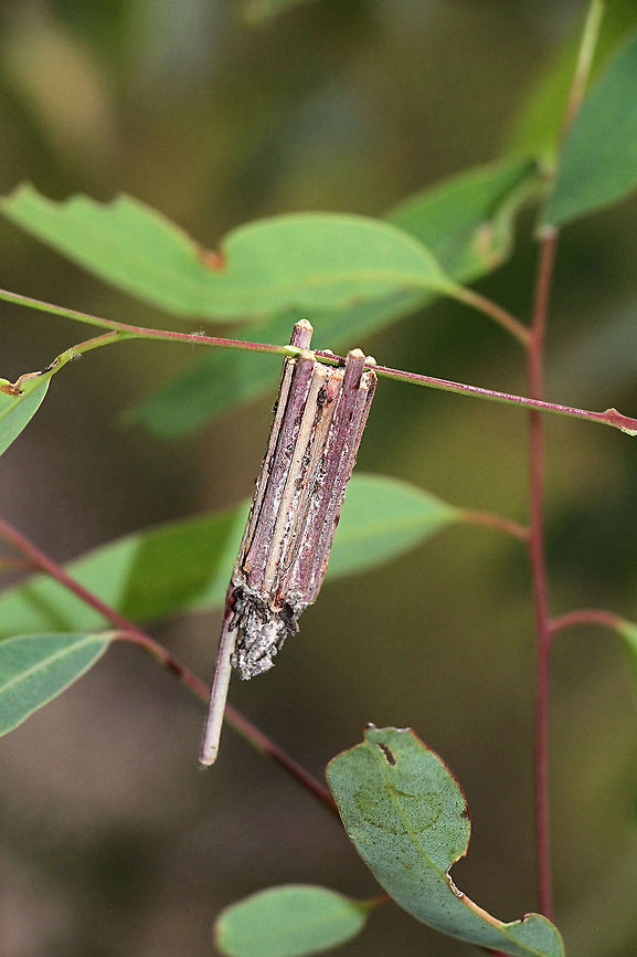 Faggot Case Moth - Clania lewinii  Australia,Case moth,Clania ew,Clania lewinii,Eamw case moth,Eamw moth,Faggot Case Moth,Geotagged,Spring