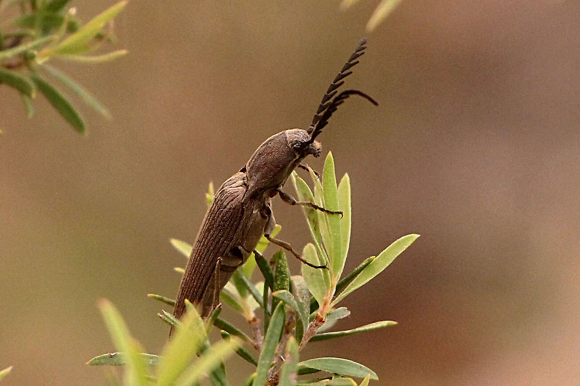 Unidentified Click beetle - Family  Elateridae ?  Australia,Geotagged,Spring