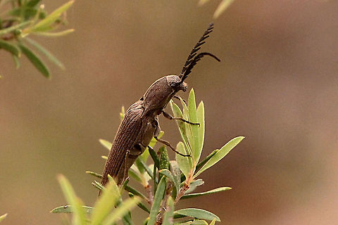 Unidentified Click beetle - Family  Elateridae ?  Australia,Geotagged,Spring