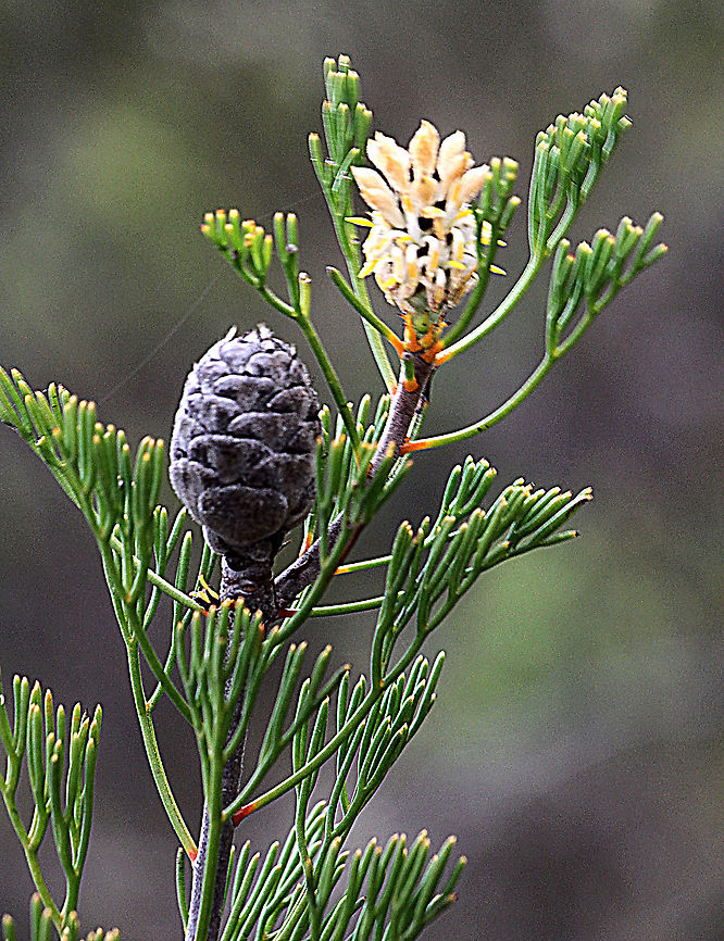 Narrow-leafed drumstick - Isopogon anethifolius Narrow- leafed drumstick showing a small seed cone and in the background a flower . Australia,Geotagged,Isopogon anethifolius,Narrow-leafed Drumstick,Spring