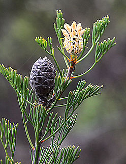 Narrow-leafed drumstick - Isopogon anethifolius Narrow- leafed drumstick showing a small seed cone and in the background a flower . Australia,Geotagged,Isopogon anethifolius,Narrow-leafed Drumstick,Spring