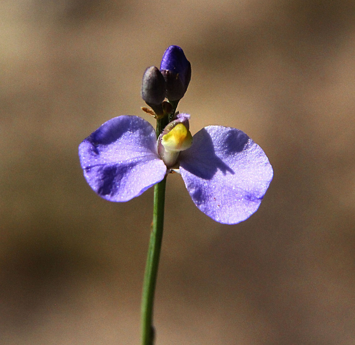 Comesperma defoliatum  Australia,Comesperma defoliatum,Geotagged,Spring