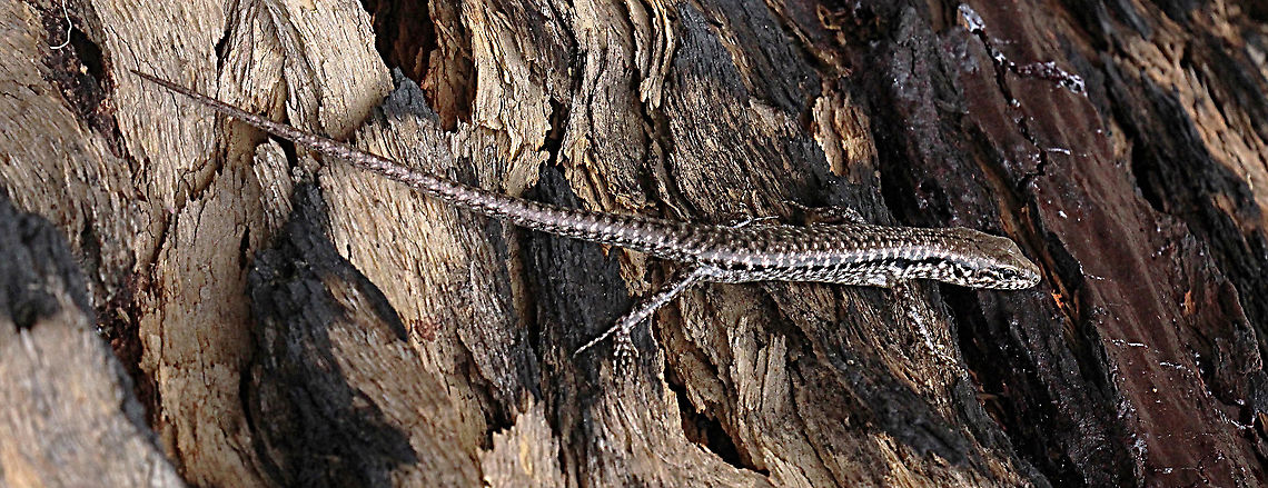 Eastern water skink - Eulamprus quoyii  Australia,Eulamprus quoyii,Geotagged,Spring