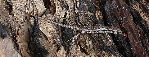 Eastern water skink - Eulamprus quoyii  Australia,Eulamprus quoyii,Geotagged,Spring