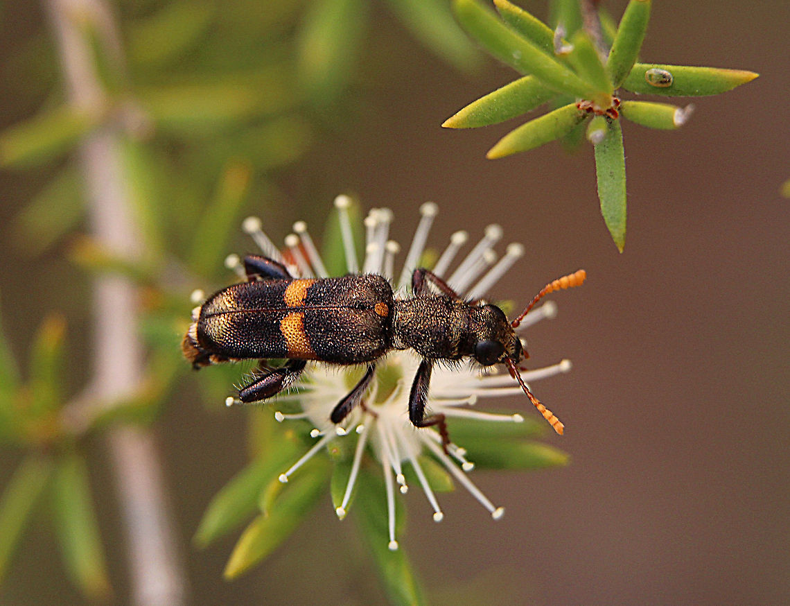 Clerid beetle - Eleale lepida  feeding on leptospermum flowers Cleridae have a large number of niches and feeding habits. Most genera are predaceous and feed on other beetles and larvae; however other genera are scavengers or pollen feeders. Clerids have elongated bodies with bristly hairs, are usually bright colored, and have variable antennae. Checkered beetles range in length between 3 millimeters and 24 millimeters. Cleridae can be identified based on their 5?5?5 tarsal formula, division of sternites, and the absence of a special type of vesicle. Female Cleridae lay between 28?42 eggs at a time predominately under the bark of trees. Larvae are predaceous and feed vigorously before pupation and subsequently emergence as adults.( Atlas of living Australia) Australia,Eleale lepida,Eleale pulcher,Geotagged,Spring