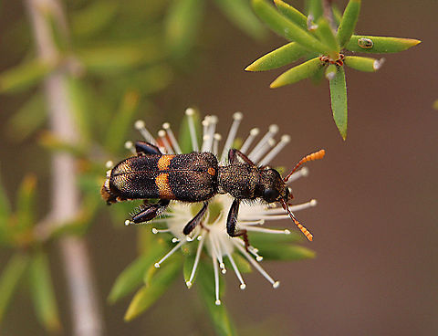 Clerid beetle - Eleale lepida  feeding on leptospermum flowers Cleridae have a large number of niches and feeding habits. Most genera are predaceous and feed on other beetles and larvae; however other genera are scavengers or pollen feeders. Clerids have elongated bodies with bristly hairs, are usually bright colored, and have variable antennae. Checkered beetles range in length between 3 millimeters and 24 millimeters. Cleridae can be identified based on their 5?5?5 tarsal formula, division of sternites, and the absence of a special type of vesicle. Female Cleridae lay between 28?42 eggs at a time predominately under the bark of trees. Larvae are predaceous and feed vigorously before pupation and subsequently emergence as adults.( Atlas of living Australia) Australia,Eleale lepida,Eleale pulcher,Geotagged,Spring