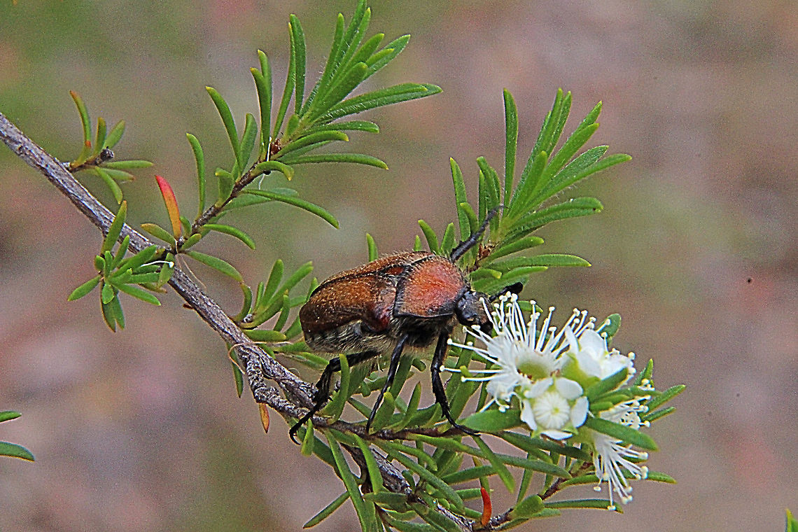 Brown - Cockchafer - Rhopaea magnicornis Approx 30 mm - feeding on leptospermum flowers.<br />
 Australia,Brown Cockchafer,Geotagged,Rhopaea magnicornis,Spring
