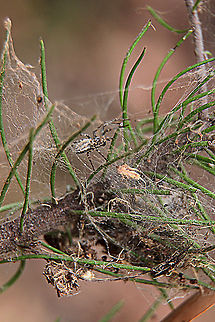 Foliage webbing spider - Phryganoporus candidus Not the best photo but it showed the webbing with foliage and pieces of bark included. The adult spider normally can not be seen and this one only came out because of me disturbing it. Australia,Geotagged,Phryganoporus candidus,Spring