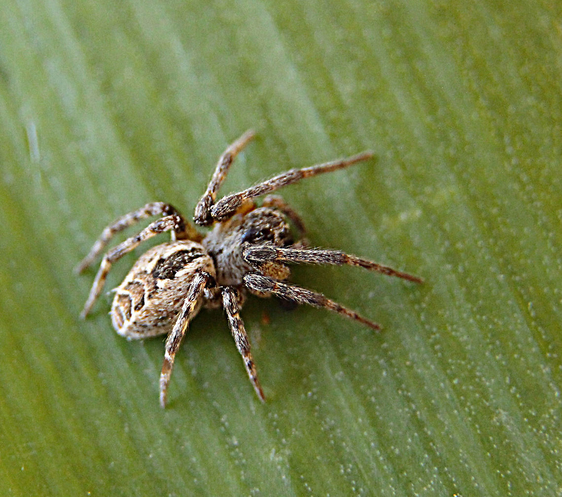 Foliage webbing spider - Phryganoporus candidus For quite some time I have spotted rather messy clumps of webbings but when I opened them I found nothing inside . Maybe it was alwise the wrong time in the year. Now in our spring I found more and when opened up I found many spiderlings and one adult ,presumably the female. The clumpy/messy web did have several openings and the adults escape easily.  Australia,Eamw spiders,Geotagged,Phryganoporus candidus,Spring