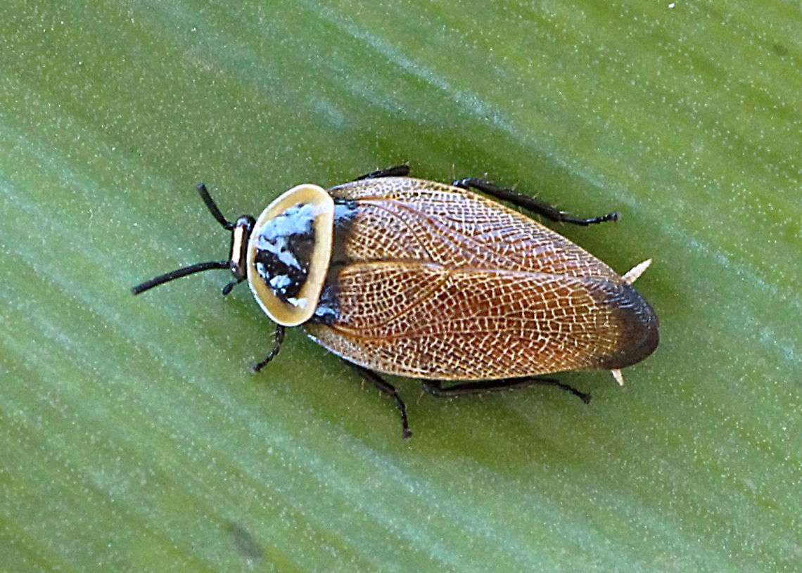 Austral Ellipsidion Cockroach - Ellipsidion australe  Austral Ellipsidion Cockroach,Ellipsidion australe