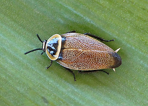 Austral Ellipsidion Cockroach - Ellipsidion australe  Austral Ellipsidion Cockroach,Ellipsidion australe