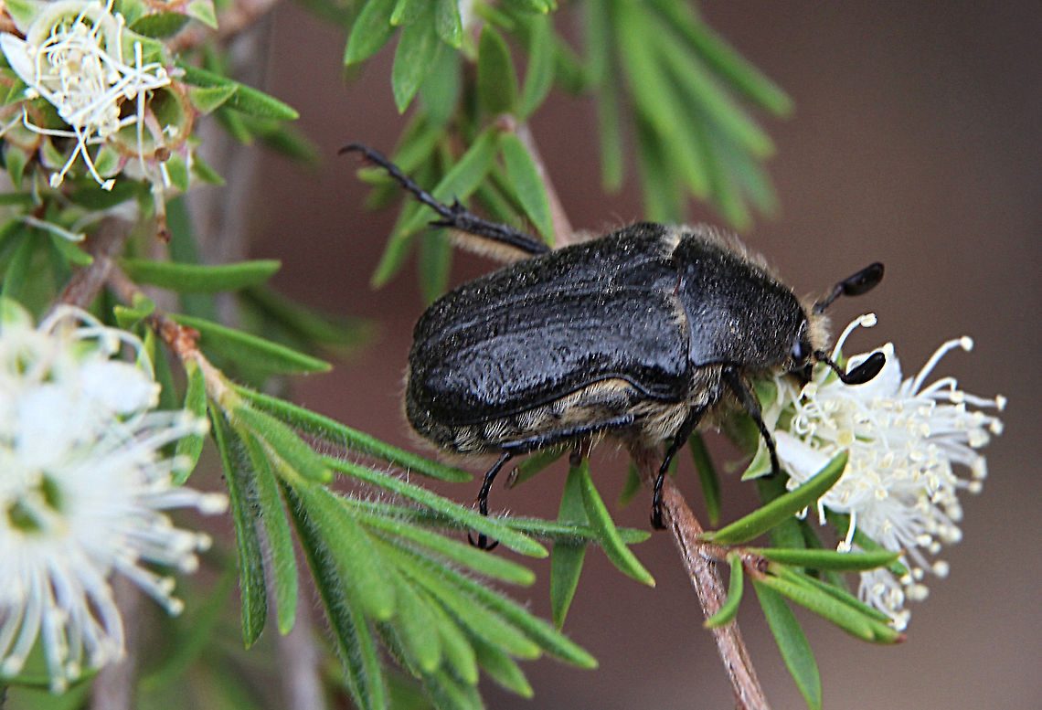 Unidentified flower shaver beetle Feeding on Leptospermum flowers Australia,Geotagged,Spring
