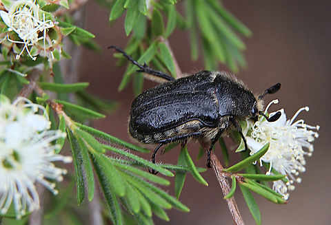 Unidentified flower shaver beetle Feeding on Leptospermum flowers Australia,Geotagged,Spring