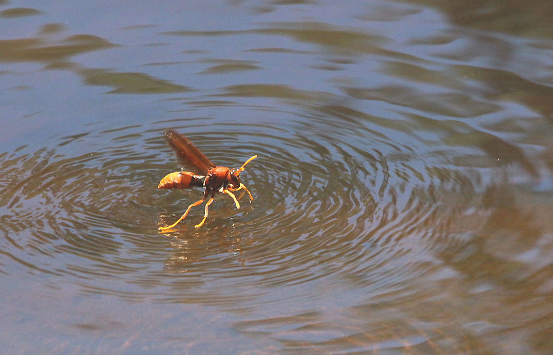 Common paper wasp - Polistes humilis Observed common paper wasps landing on the water surface of a dam to get a drink on a hot day. At first it looked like it landed in the water by accident but to many wasp did the same and after about 30 seconds they all flew away again. Australia,Common paper wasp,Geotagged,Polistes humilis,Spring