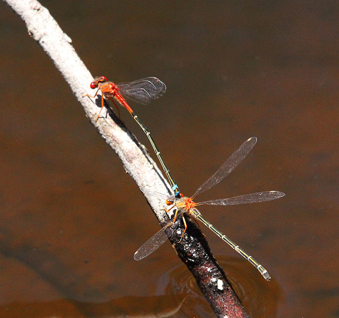 Red and blue damsel pair - Xanthagrion erythroneurum Pair in tandem Australia,Geotagged,Red and blue damsel,Spring,Xanthagrion erythroneurumeamw dragonflies