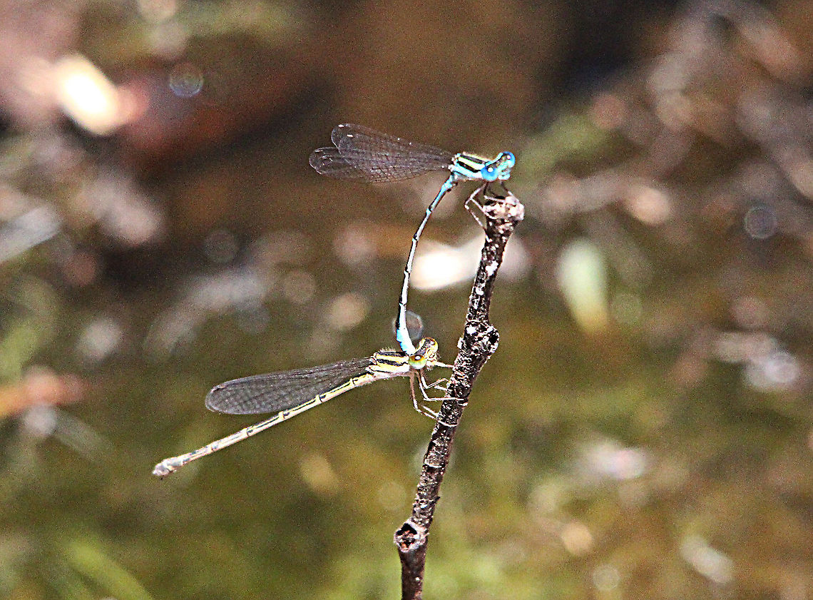 Eastern billabongfly - Austroagrion watsoni Pair in tandem Australia,Austroagrion watsoni,Eamw dragonflies,East Kurrajong NSW,Eastern billabongfly,Geotagged,Spring