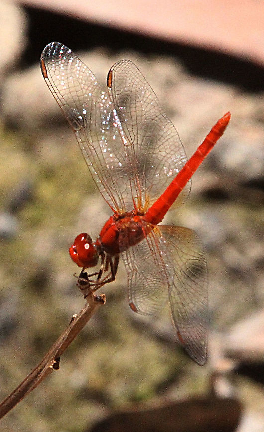 Red Baron Male - Urothemis aliena  Australia,Geotagged,Red baron,Spring,Urothemis alienaeamw dragonflies
