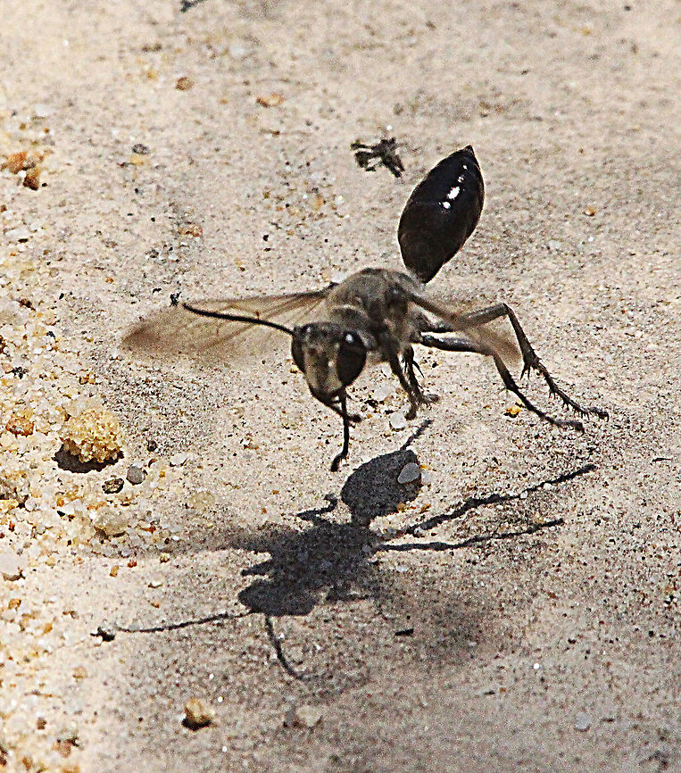 Unidentified wasp approaching it’s broodchamber  Australia,Geotagged,Spring