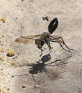 Unidentified wasp approaching it’s broodchamber  Australia,Geotagged,Spring
