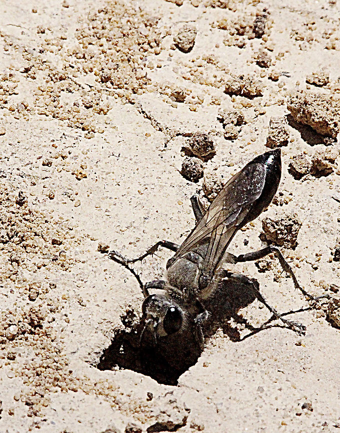 Unidentified wasp digging a brood chamber  Australia,Geotagged,Spring