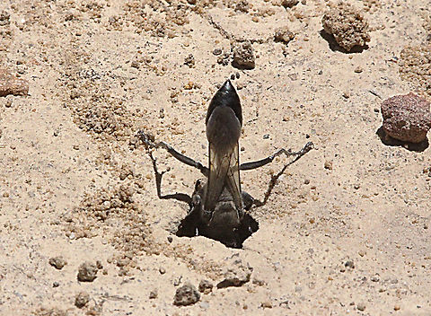 Unidentified wasp digging a brood chamber  Australia,Geotagged,Spring