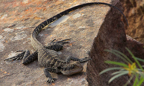 Eastern water dragon - Intellagama lesueurii  Australia,Australian water dragon,Geotagged,Intellagama lesueurii,Spring